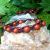 bracelet macramé pierre naturelle en jaspe rouge