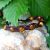 bracelet-macramé-pierre-naturelle en oeil de tigre